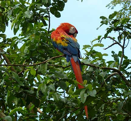 Papagei im Amazonasgebiet von Kolumbien