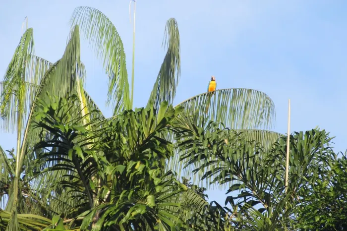 Papagein Palmen Cuyabeno