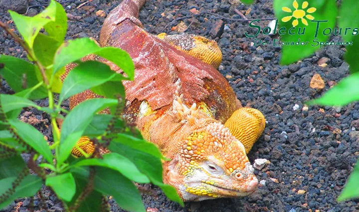 Landleguan auf der Galapagos-Insel Santa Cruz