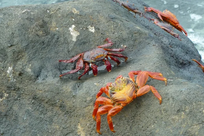 Rote Klippenkrabben Mosquera Galapagos