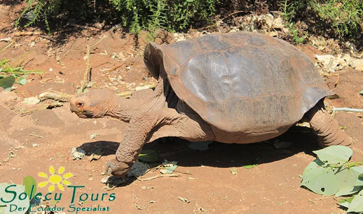 Schildkröte im Charles Darwin Forschungszentrum