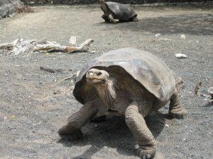 Riesenschildkröte auf der Insel Isabela Galapagos