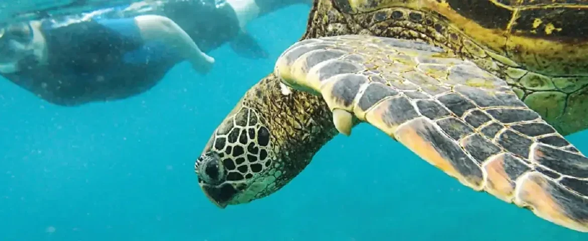 Schildkröte Taucher Galapagos banner