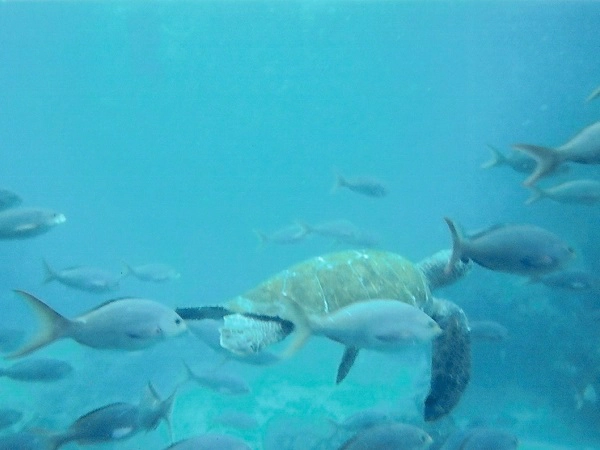 Schildkröte und verschiedene Fische im Meer bei Galapagos