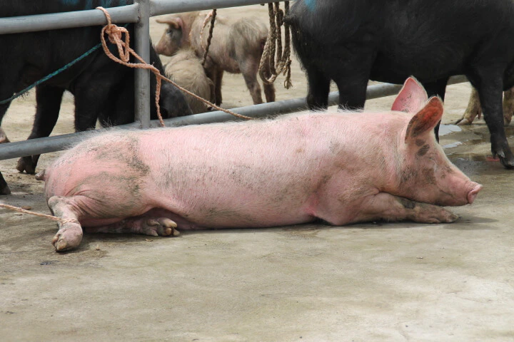 Guamote Markt Quito Tagestour