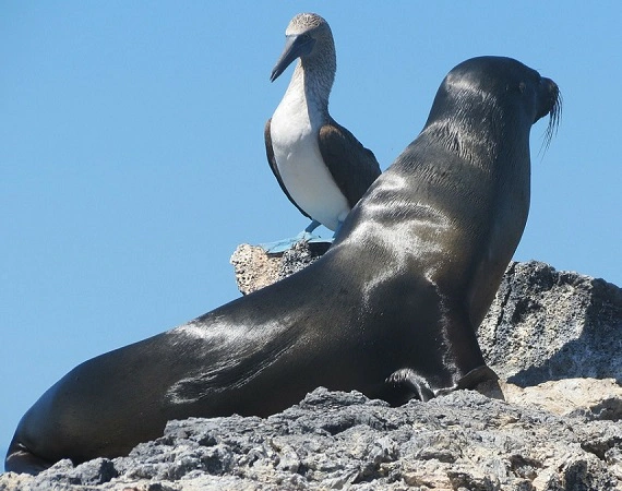 Seelöwe und Blaufußtölpel
