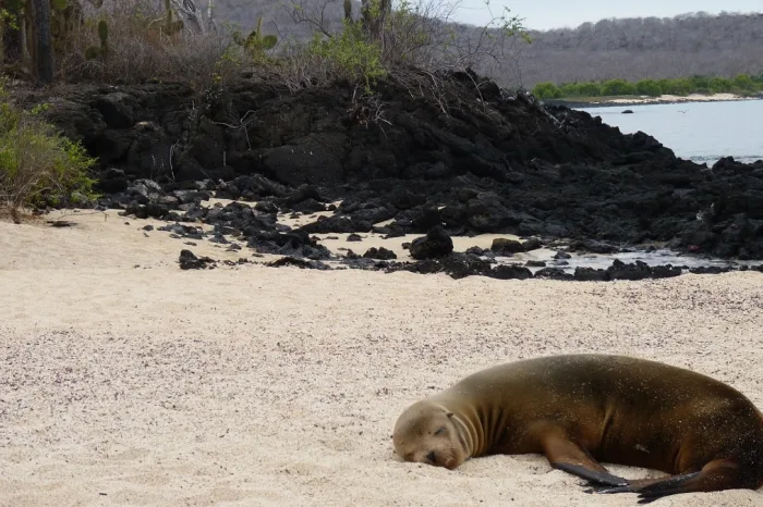 Seelöwe Dragon hill