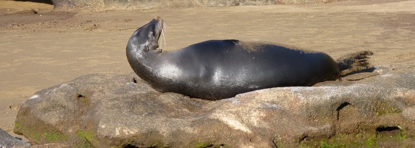 Seelöwe auf einem Felsen auf der Insel Floreana