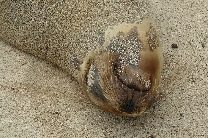 Seelöwe auf der Insel San Cristobal
