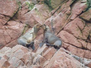 Ballestas Inseln Peru
