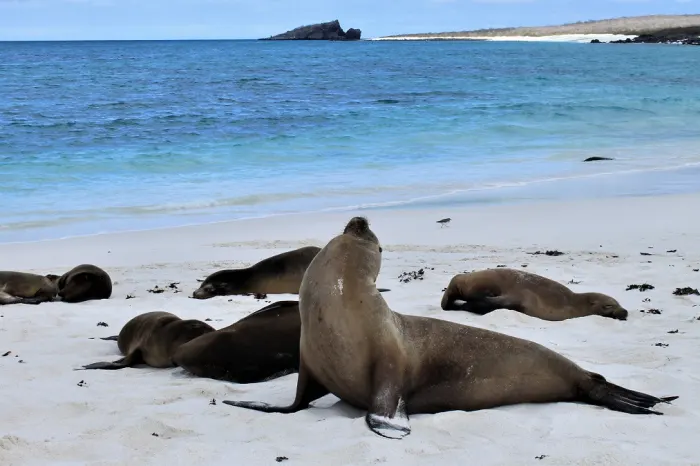 Seelöwen gardner bay