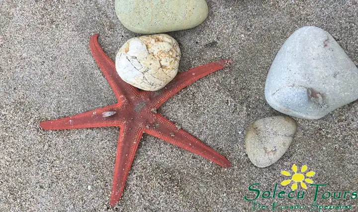 Seestern am Strand von Puerto Lopez