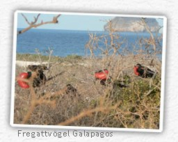 fregatt-vögel-galapagos