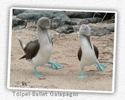blaufusstölpel-galapagos
