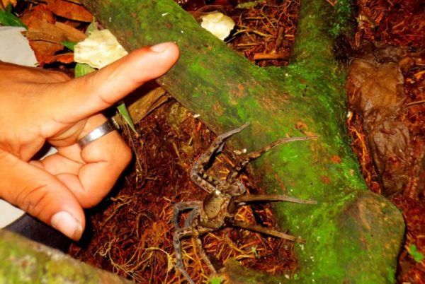 Tierwelt im Regenwald Ecuador`s