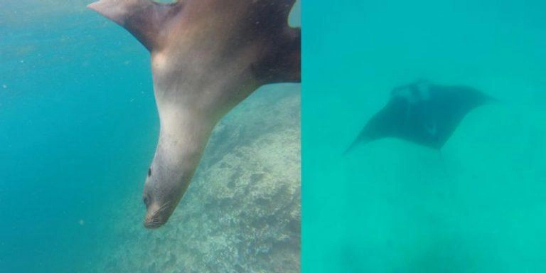 Unterwasserwelt Santa Cruz