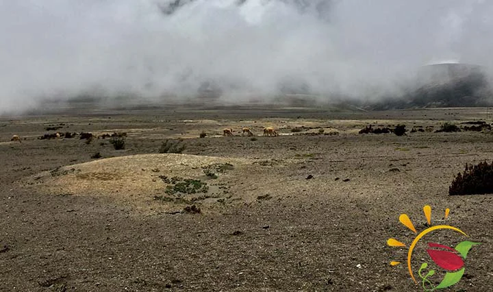 Vicuñaherde auf Ecuadors höchstem Vulkan