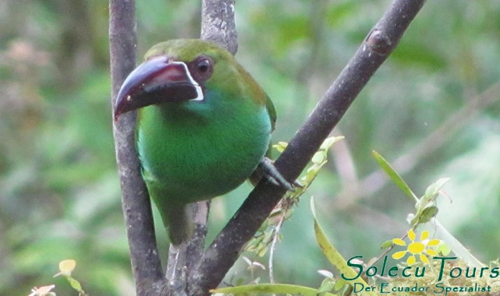 Vogel im Nebelwald von Ecuador