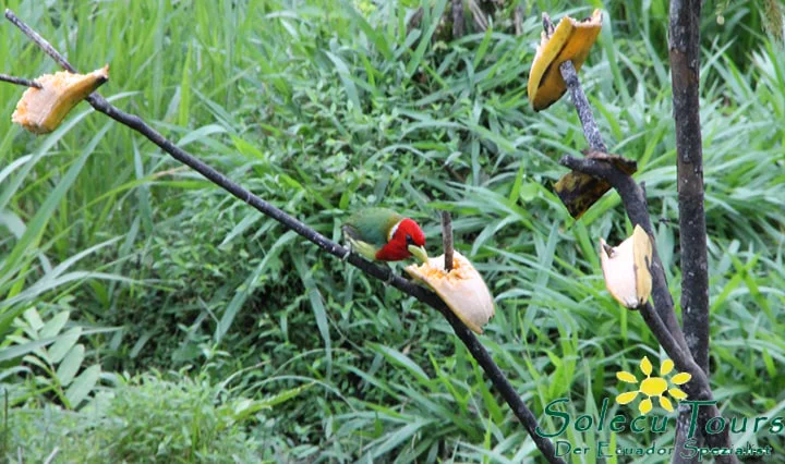 Vögel im Nebelwald von Ecuador