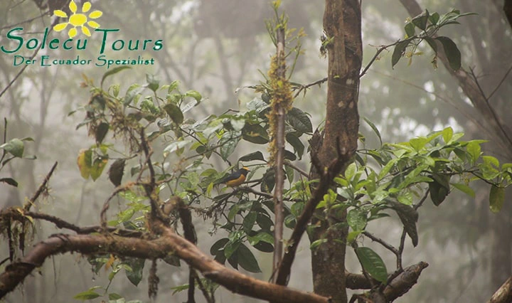 Vogel nahe der Mashpi Lodge