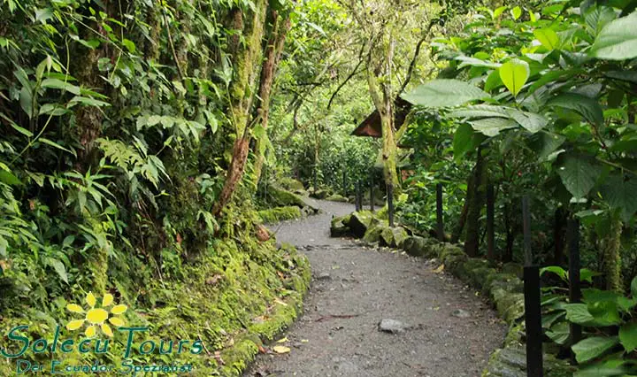 Regenwald Natur Ecuador
