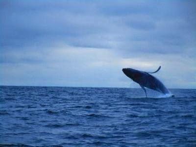 Walbeobachtung an der Pazifikküste in ecuador