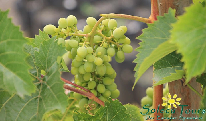Trauben aus der Weinproduktion in Patate, Ecuador