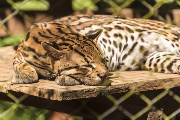 Wildkatze Rettungszentrum CREA