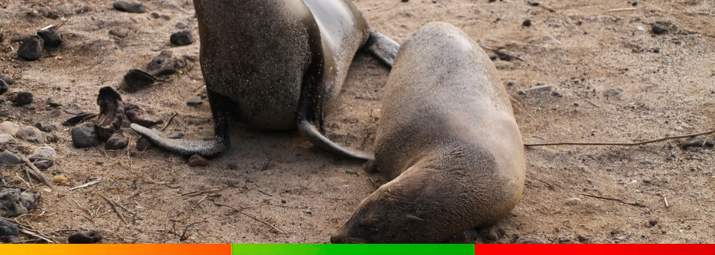 Galápagos-Reise 2026: Kreuzfahrt oder Inselhopping – Vergleich von Solecu Tours