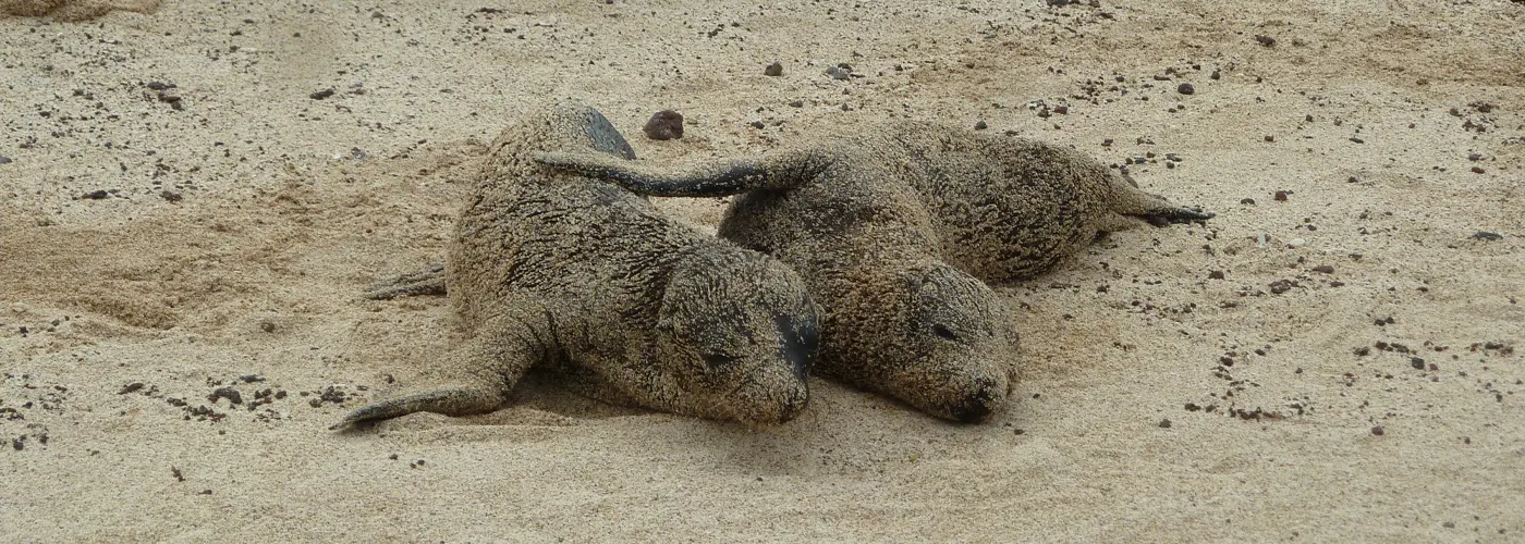 Galápagos-Reise 2026: Kreuzfahrt oder Inselhopping – Vergleich von Solecu Tours