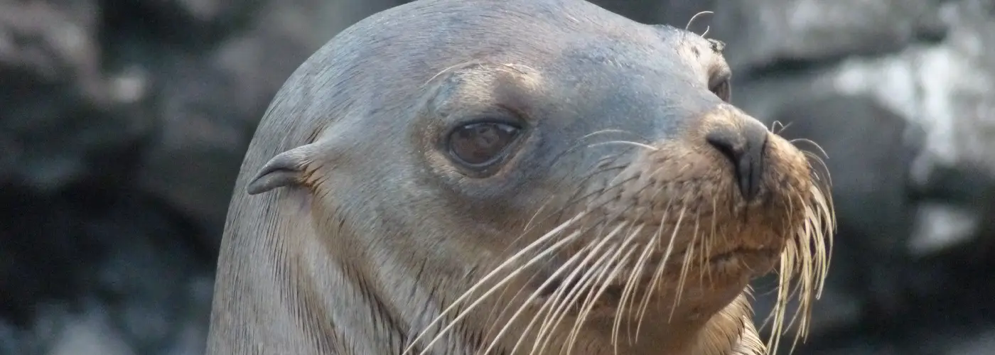 Junger Galápagos-Seelöwe auf Española – neugierige Begegnung auf der Galápagos-Reise