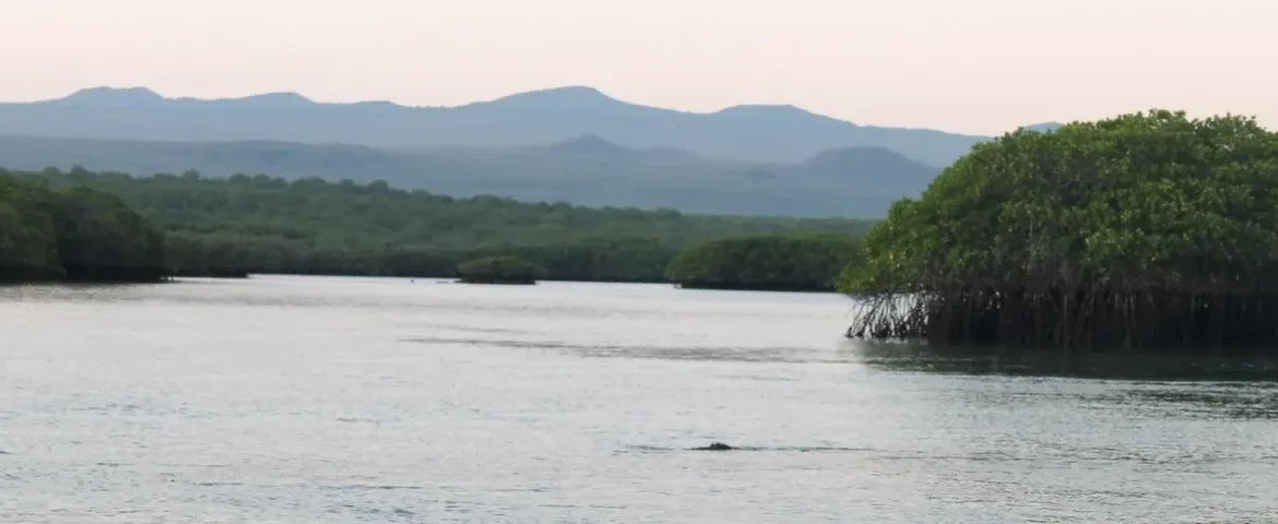 black turtle cove Galapagos banner