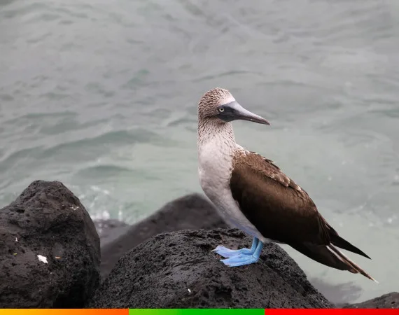 Blaufußtölpel auf schwarzem Lavafelsen – Tierwelt auf der Galápagos-Reise