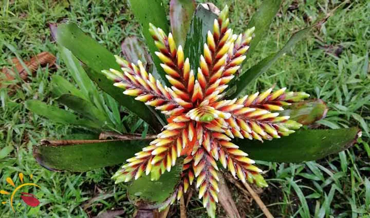 bunte Blume Regenwald