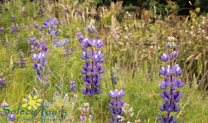 Blüten der Lupine auf einem Vulkan in Ecuador
