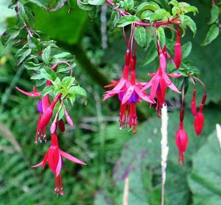 pinke Blumen in Chile