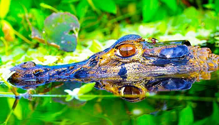 Caiman im Regenwald