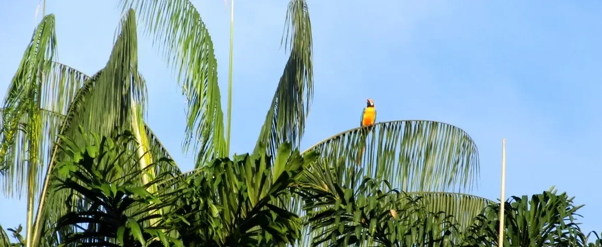cuyabeno baumwipfel papagai ecuador banner
