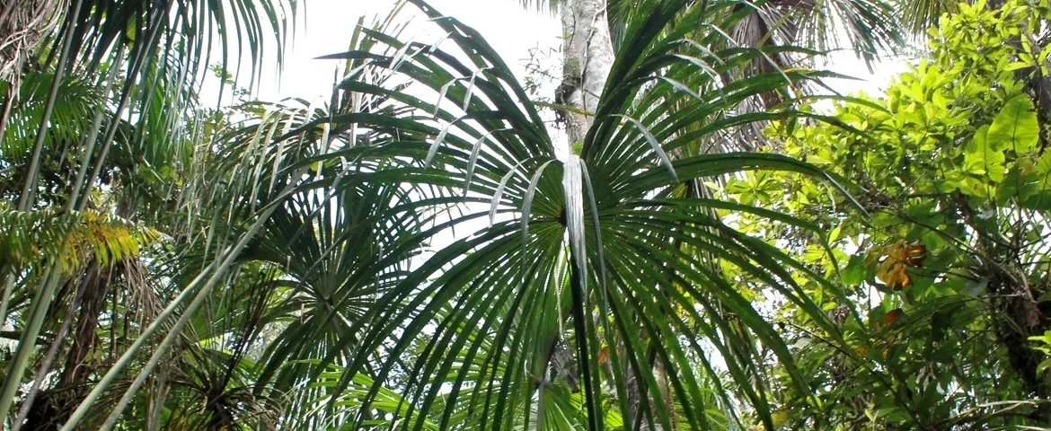 cuyabeno regenwald ecuador banner