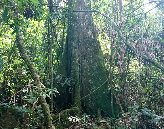 dicker Baumstamm im Yasuni Nationalpark