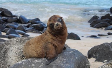 Baba-Seeloewe-Galapagos