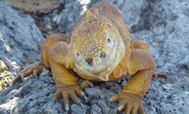 Leguan-Galapagos