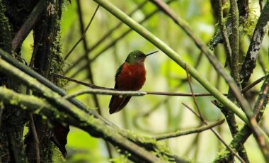 Kolibri-Ecuador