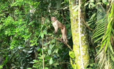 cuyabeno-affchen-ecuador.webp cuyabeno-affchen-ecuador.webp