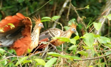 hoatzin-ecuador.webp hoatzin-ecuador.webp