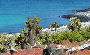 galapagos-south-plazas.webp galapagos-south-plazas.webp