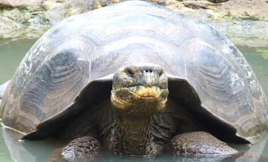 galapaguera-san-cristobal-galapagos.webp galapaguera-san-cristobal-galapagos.webp