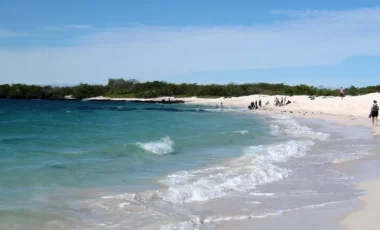 galapagos-turtle-bucht.webp galapagos-turtle-bucht.webp
