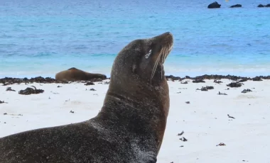 gardner-bucht-seeloewe-galapagos.webp gardner-bucht-seeloewe-galapagos.webp
