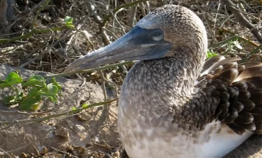 Blaufusstoelpel-suarez-point-galapagos.webp Blaufusstoelpel-suarez-point-galapagos.webp